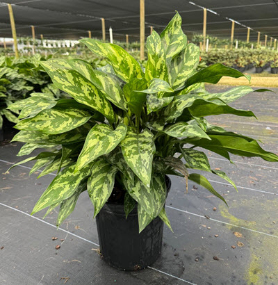 8" Aglaonema Mary Ann